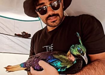Baramulla Youth Rescues Rare Himalayan Monal in Sonamarg, Hands It Over to Wildlife Authorities