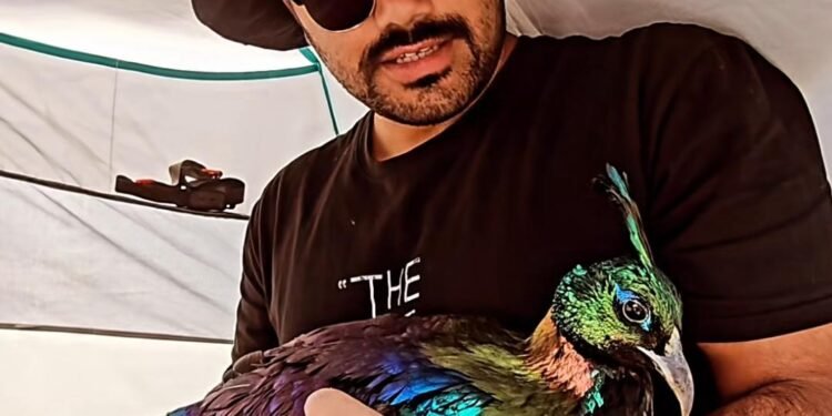 Baramulla Youth Rescues Rare Himalayan Monal in Sonamarg, Hands It Over to Wildlife Authorities