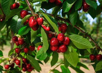 Ganderbal Orchards Witness Busy Harvest as Cherry Season Peaks