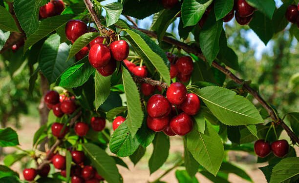 Ganderbal Orchards Witness Busy Harvest as Cherry Season Peaks