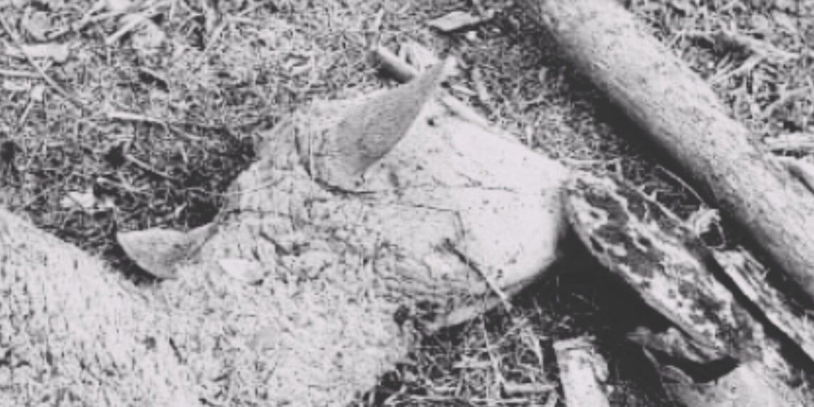 Dead Sheep Found in Water Storage at Budrakund Water Dam Supplying Drinking Water to Ganderbal and Srinagar