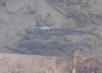 Sewage, pollution, possible bacterial infection linked to fish deaths at Panzath Springs