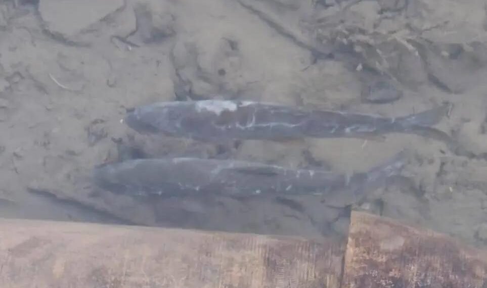 Sewage, pollution, possible bacterial infection linked to fish deaths at Panzath Springs
